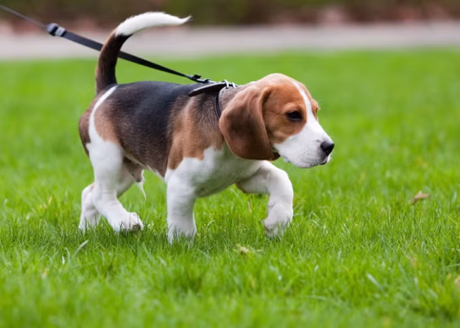 Puppy Engagement and Learning Programs That Work